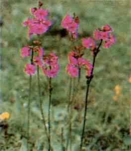 海仙报春(Primula poissonii)，报春花科