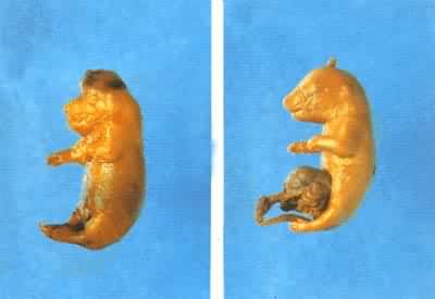 农药五氯酚钠诱发的大鼠胎仔畸形：露脑(左)、脐疝(右)