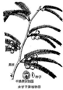 余甘子原植物图