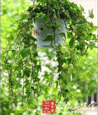 鼠李科植物牯岭勾儿茶的根
