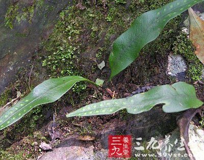 水龙骨科植物棕鳞瓦韦的全草
